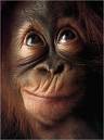 monkey-looks-up.jpg